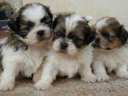 PoulaTo: Shih tzu καθαρόαιμα επιλογής